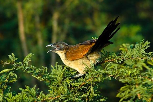 Burchell’s Coucal/Burchells Sporrgök